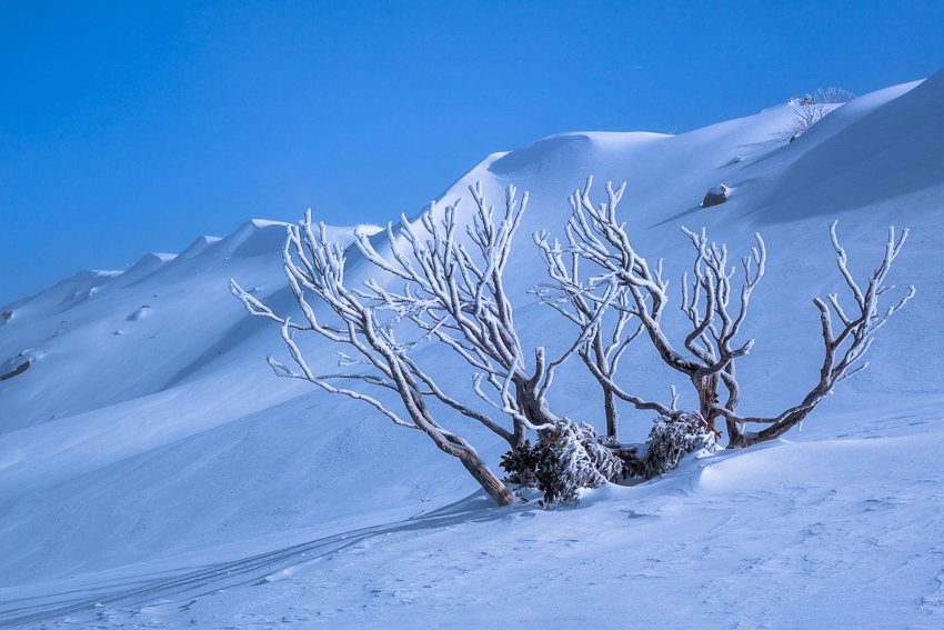 snow-dunes-gum-00634