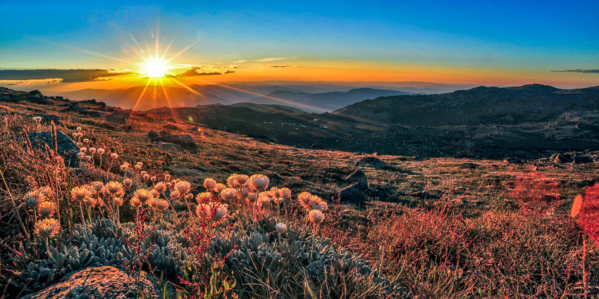 mt-kosciuszko-wildflower-sunset-9