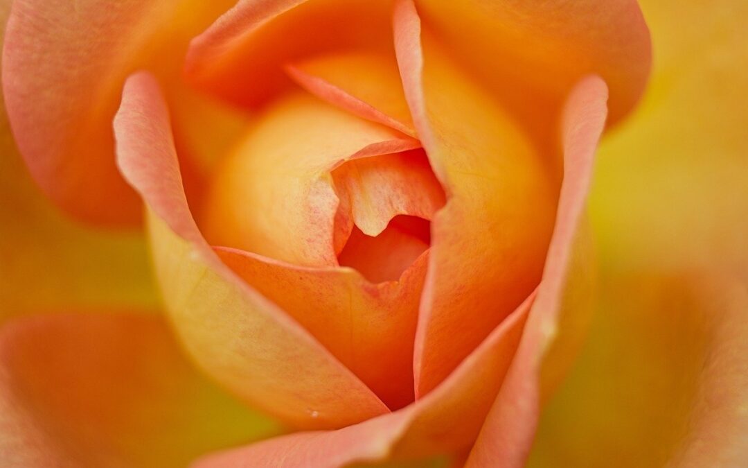 463: A Talk on Gratitude