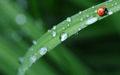 470: Offering Gratitude to the Source (2)
