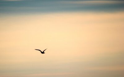 479: Cheerfulness and Gratitude in Aspiration