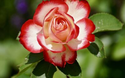 477: The Beauty, Fragrance and Sweetness of Gratitude