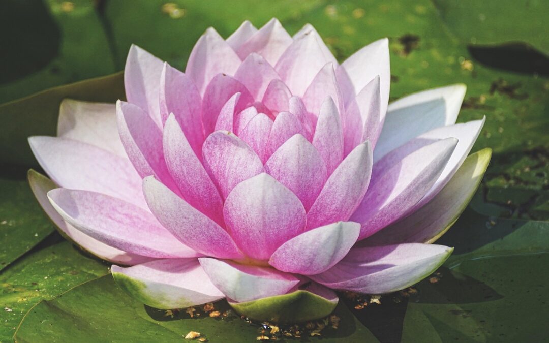 476: Sweetness and Gratitude