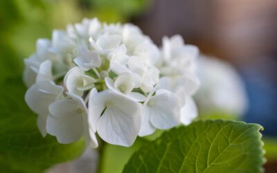 487: The Significance of Humility and Gratitude