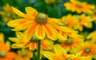 490: Joy, Newness and Gratitude