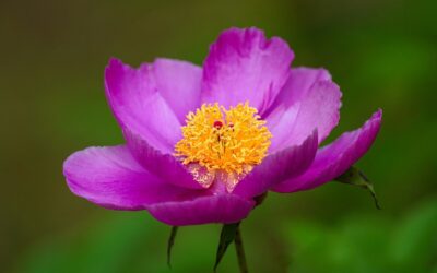 486: Humility, Love and Gratitude