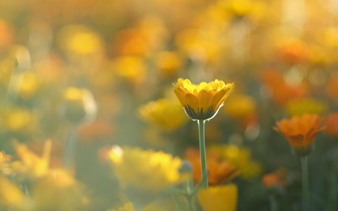 507: Some Smile Poems