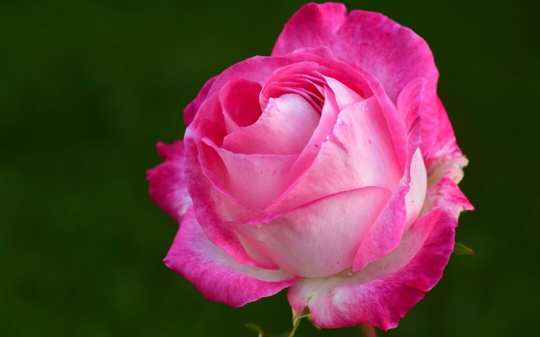 506: Our Best Gift to the World, Our Smile