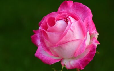 506: Our Best Gift to the World, Our Smile