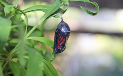 528: The First Chrysalis
