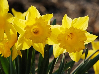 Daffodill