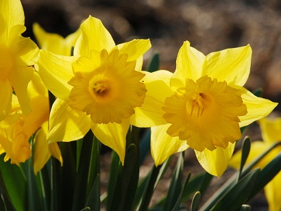 Daffodill